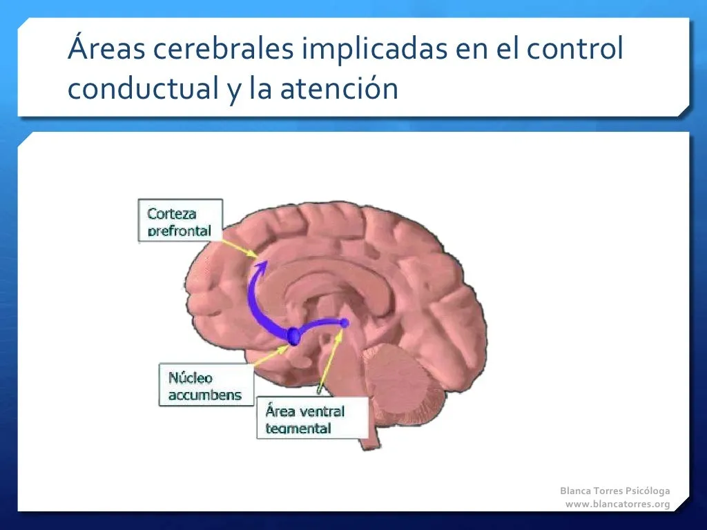 Áreas cerebrales implicadas en el control conductual y la atención: corte de un cerebro con la corteza prefrontal, el núcleo accumbens y el área ventral tegmental, unidos por una flecha.