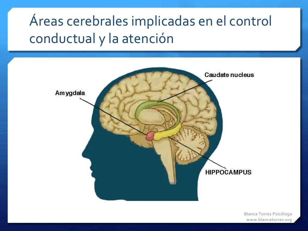 Áreas cerebrales implicadas en el control conductual y la atención: dibujo de una cabeza de perfil con el núcleo caudado, la amígdala y el hipocampo señalados.