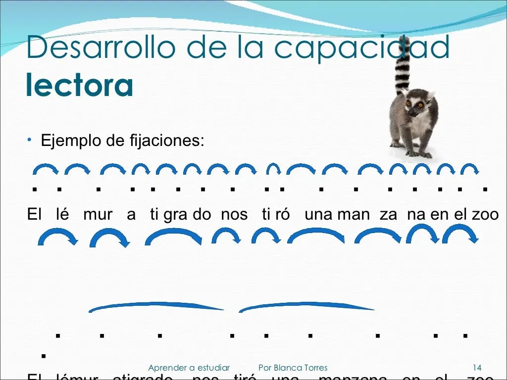 Desarrollo de la capacidad lectora. Ejemplo de fijaciones, junto a la foto de un lémur: la frase «El lémur atigrado nos tiró una manzana en el zoo», leída primero sílaba a sílaba, con muchas paradas, y después palabra a palabra, con menos paradas.
