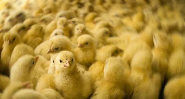 Multitud de pollitos amarillos apretados, imagen de la sensación de agobio en espacios abarrotados